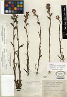 Holotype of Castilleja coccinea (L.) Spreng. [family OROBANCHACEAE]