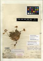 Isolectotype of Hymenoxys acaulis (Pursh) K.F. Parker [family ASTERACEAE]