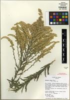 Isotype of Solidago juliae G.L. Nesom [family ASTERACEAE]