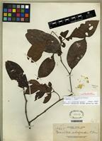 Type of Cynometra whitfordii Elmer [family FABACEAE]