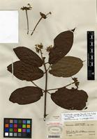 Isotype of Guettarda comata Standl. [family RUBIACEAE]