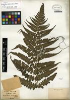 Isotype of Deparia unifurcata (Baker) M. Kato [family WOODSIACEAE]