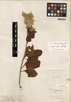 Isotype of Celosia floribunda A. Gray [family AMARANTHACEAE]