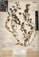 Isotype of Amaranthus acutilobus Uline & W.L. Bray [family AMARANTHACEAE]