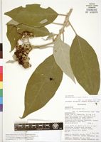 Original material? of Solanum mauritianum Scop. [family SOLANACEAE]