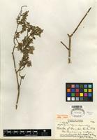 Isotype of Hedyotis degeneri var. degeneri [family RUBIACEAE]