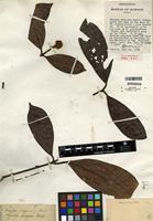 Type of Nauclea calycina Bartl. ex DC. [family RUBIACEAE]