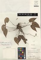 Holotype of Pleurothallis phyllocardioides Schltr. [family ORCHIDACEAE]