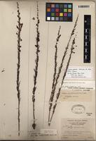 Holotype of Ipomoea capillacea (Kunth) G. Don [family CONVOLVULACEAE]
