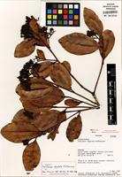 Isotype of Vantanea depleta McPherson [family HUMIRIACEAE]