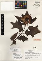 Isotype of Euphorbia cornastra (Dressler) Radcl.-Sm. [family EUPHORBIACEAE]