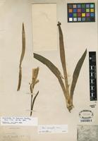 Isolectotype of Iris variegata L. [family IRIDACEAE]