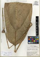Type of Calathea roseobracteata H. Kenn. [family MARANTACEAE]