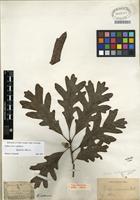Type of Quercus alba L. [family FAGACEAE]