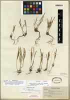 Isotype of Boechera paupercula (Greene) Windham & Al-Shehbaz [family BRASSICACEAE]