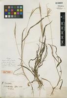 Digitaria adscendens in Global Plants on JSTOR