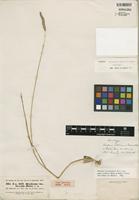 Isosyntype of Hordeum brevisubulatum subsp. violaceum (Boiss. & Hohen.) Tzvelev [family POACEAE]
