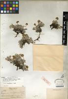 Isotype of Eriogonum caespitosum Nutt. [family POLYGONACEAE]
