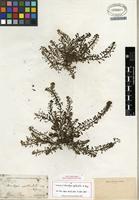 Isotype of Monolepis spathulata A. Gray [family AMARANTHACEAE]