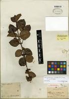 Isotype of Salzmannia nitida DC. [family RUBIACEAE]
