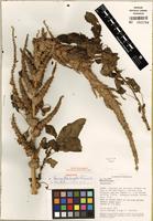 Holotype of Amaranthus congestus C.C. Towns. [family AMARANTHACEAE]