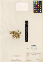 Type of Gomphrena oroyana Standl. [family AMARANTHACEAE]