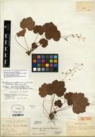 Isotype of Heuchera parviflora var. puberula (Mack. & Bush) E.F. Wells [family SAXIFRAGACEAE]