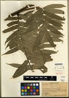 Isotype of Angiopteris chauliodonta Copel. [family MARATTIACEAE]