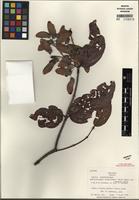 Isotype of Banisteriopsis acapulcensis var. llanensis B. Gates [family MALPIGHIACEAE]