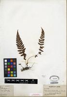 Syntype of Nephrodium fauriei H. Christ [family DRYOPTERIDACEAE]
