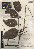 Holotype of Talisia ghilleana Acev.-Rodr. [family SAPINDACEAE]