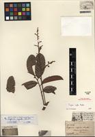 Isotype of Cupania rigida Radlk. [family SAPINDACEAE]