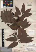 Isotype of Matayba longipes Radlk. [family SAPINDACEAE]