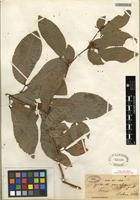 Isotype of Cynometra neocaledonica Guillaumin [family FABACEAE]