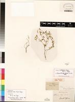 Isolectotype of Lotononis laxa Eckl.&Zeyh. [family FABACEAE]