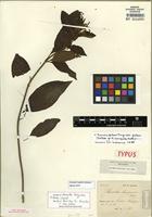 Isotype of Hamelia patens var. patens [family RUBIACEAE]