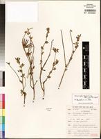 Isotype of Lotus discolor subsp mollis J.B. Gillett [family FABACEAE]