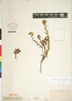 Type of Nidorella resedifolia subsp resedifolia DC. [family ASTERACEAE]
