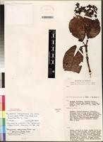 Isotype of Psychotria mahonii var pubescens (Robyns) Verdc. [family RUBIACEAE]