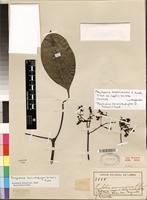 Isotype of Psychotria dermatophylla (K. Schum.) E. Petit [family RUBIACEAE]