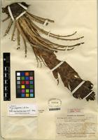 Isotype of Puya pygmaea L.B. Sm. [family BROMELIACEAE]