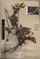 Isotype of Cynometra stenopetala Dwyer [family FABACEAE]