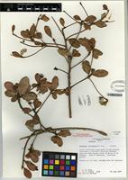 Isotype of Gesneria haitiensis L.E. Skog [family GESNERIACEAE]