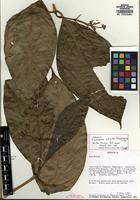 Holotype of Coussarea evoluta Steyerm. [family RUBIACEAE]