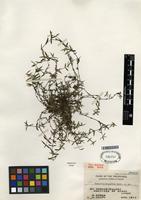 Type of Hedyotis oligantha Merr. [family RUBIACEAE]