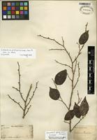 Isotype of Casearia praecox Griseb. [family SALICACEAE]