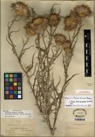Isosyntype of Cirsium wheeleri (A. Gray) Petr. [family ASTERACEAE]