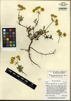 Isotype of Eriogonum umbellatum var. mohavense Reveal [family POLYGONACEAE]