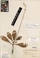 Isotype of Froelichia chacoensis Chodat [family AMARANTHACEAE]