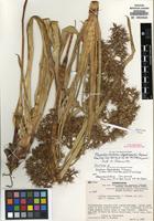 Isotype of Rhynchocladium steyermarkii (T. Koyama) T. Koyama [family CYPERACEAE]